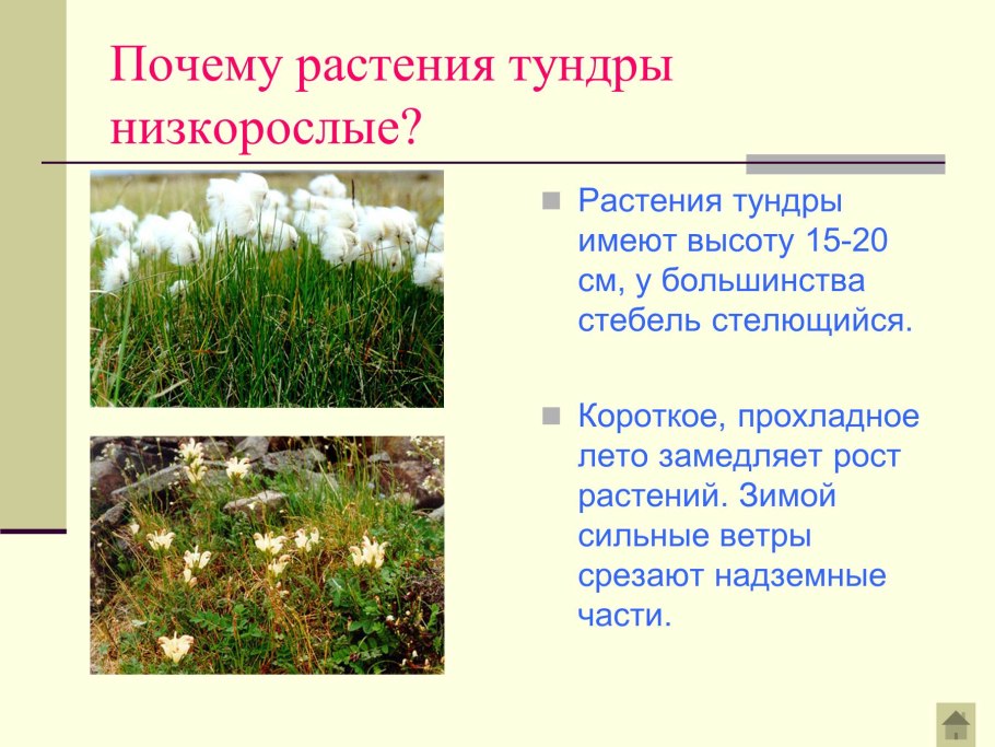 Полярная Ива в тундре