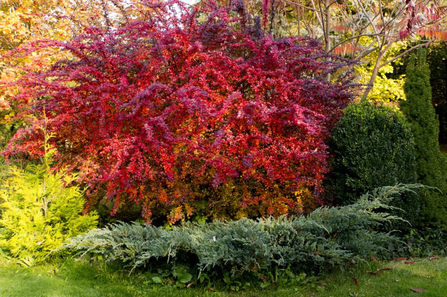 Барбарис обыкновенный (Berberis vulgaris l.)