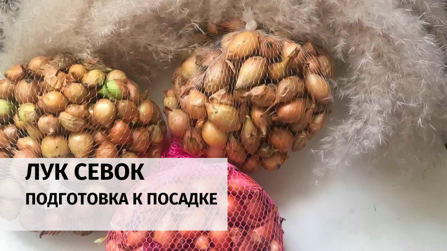 Лук репчатый красный салатный