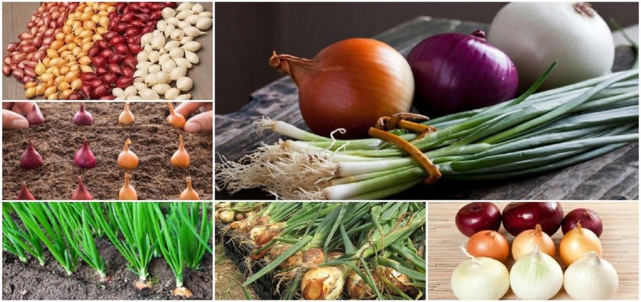 Лук севок золотистый Семко