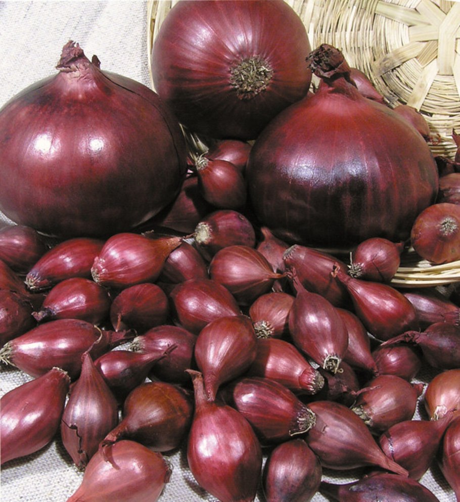 Какой лук подходит Тарталье