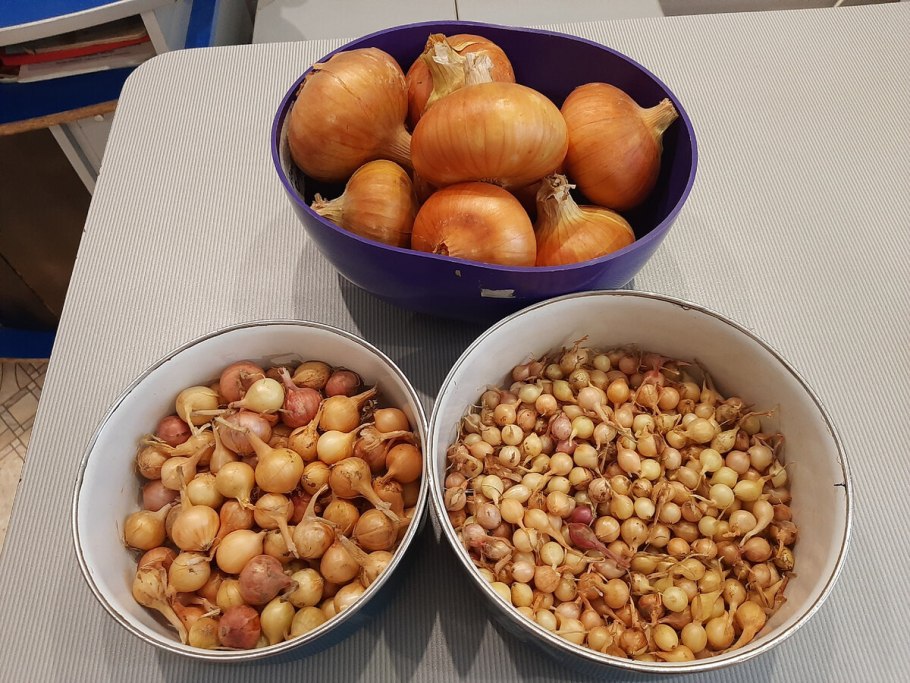 Репчатый лука и севок и семена