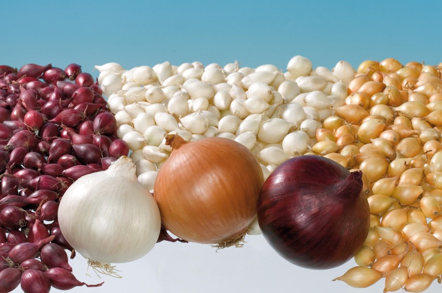 Севок Центурион