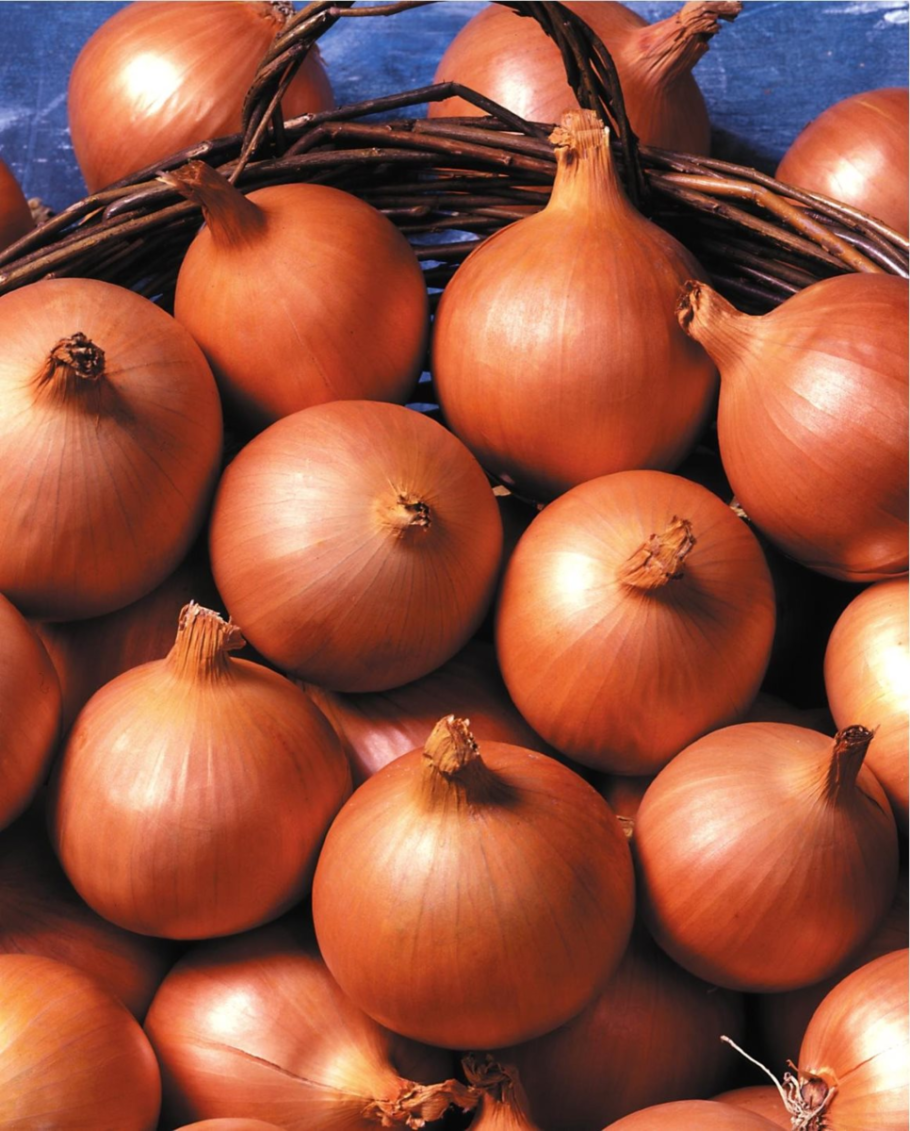 Лук-севок ред Кармен