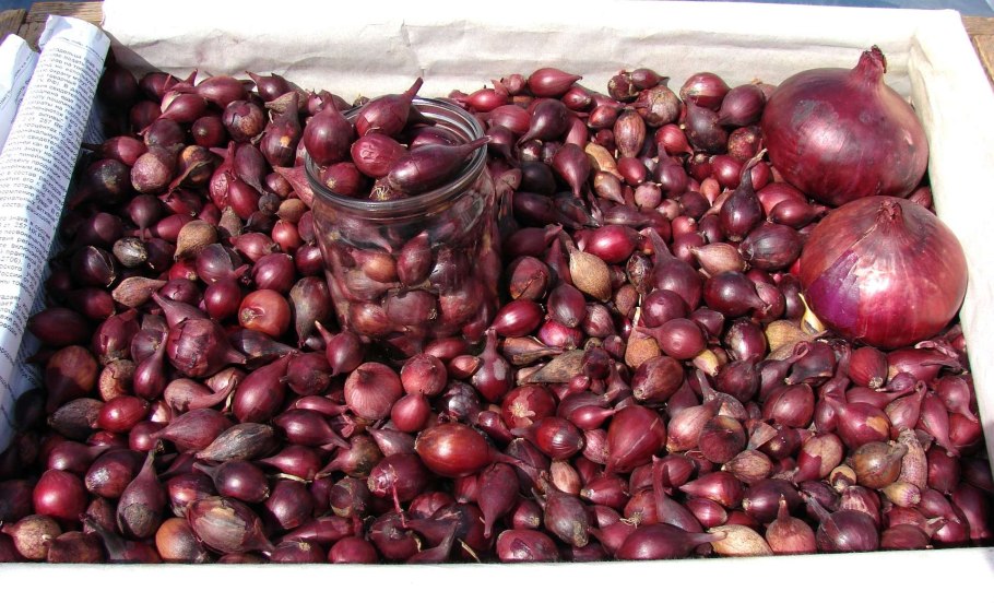 Лук репчатый красная горка f1