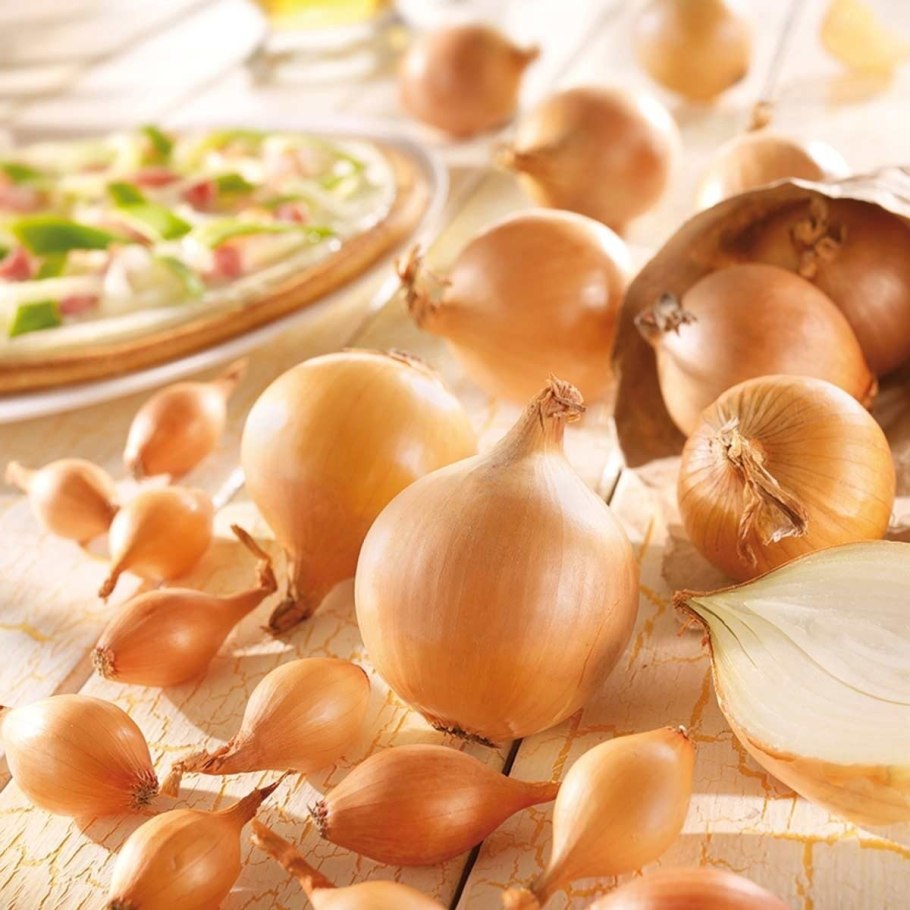 Красный лук в разрезе