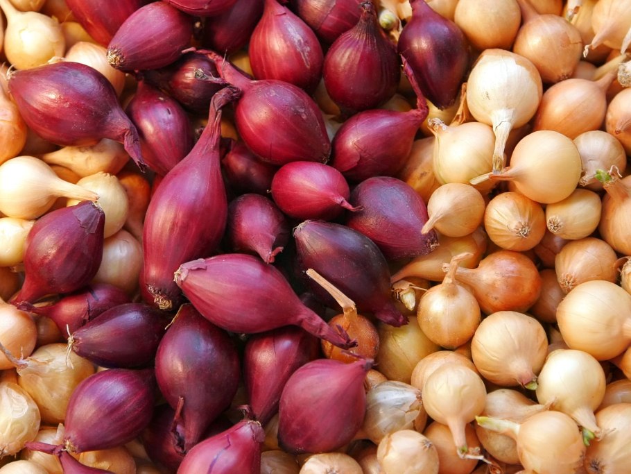 Лук севок сорт Коррадо