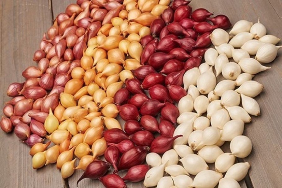 Лук севок сорт