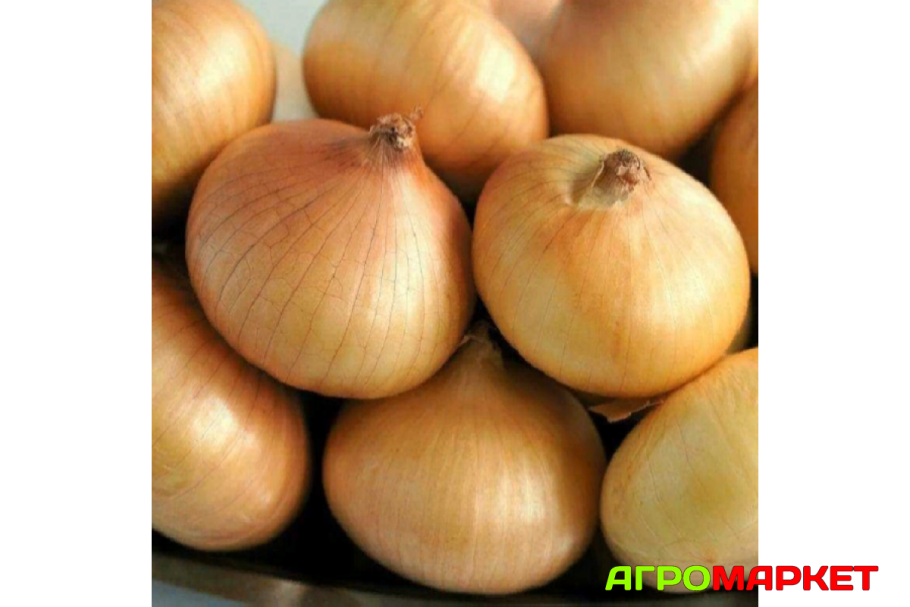 Лук-севок Стардаст