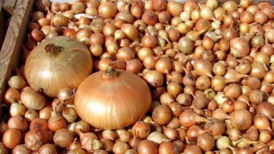 Лук севок Штутгартен , Центурион