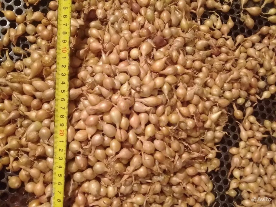 Сорт лука Штутгартер Ризен