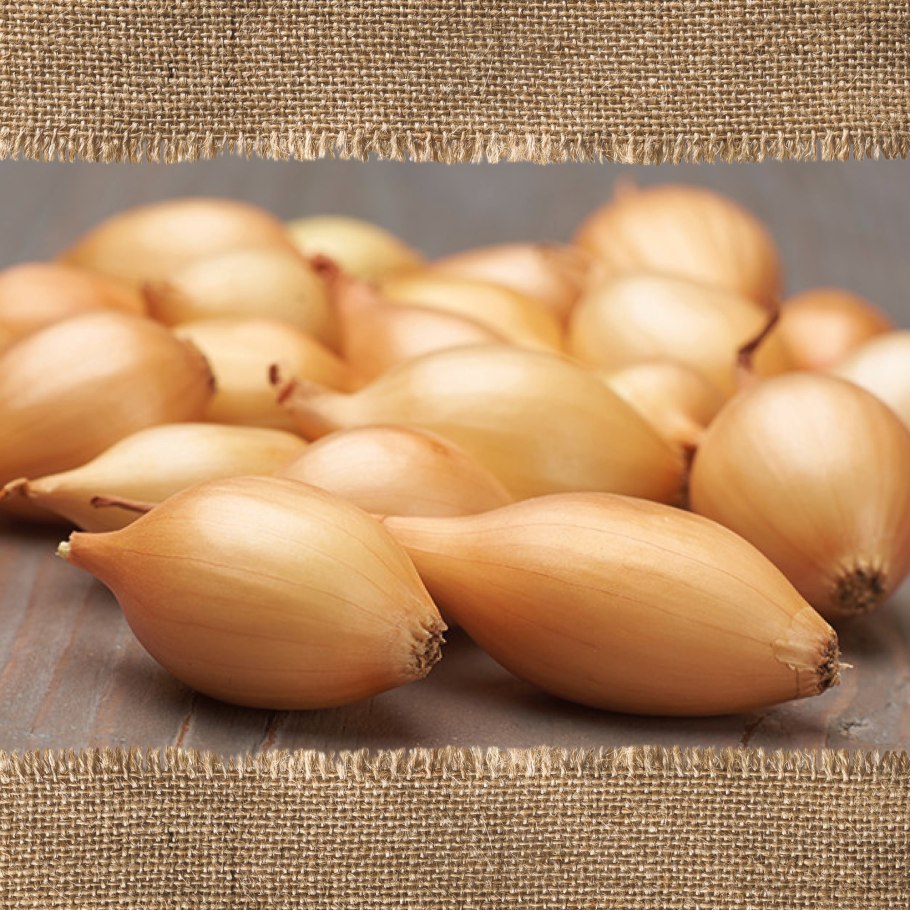 Лук севок центурион