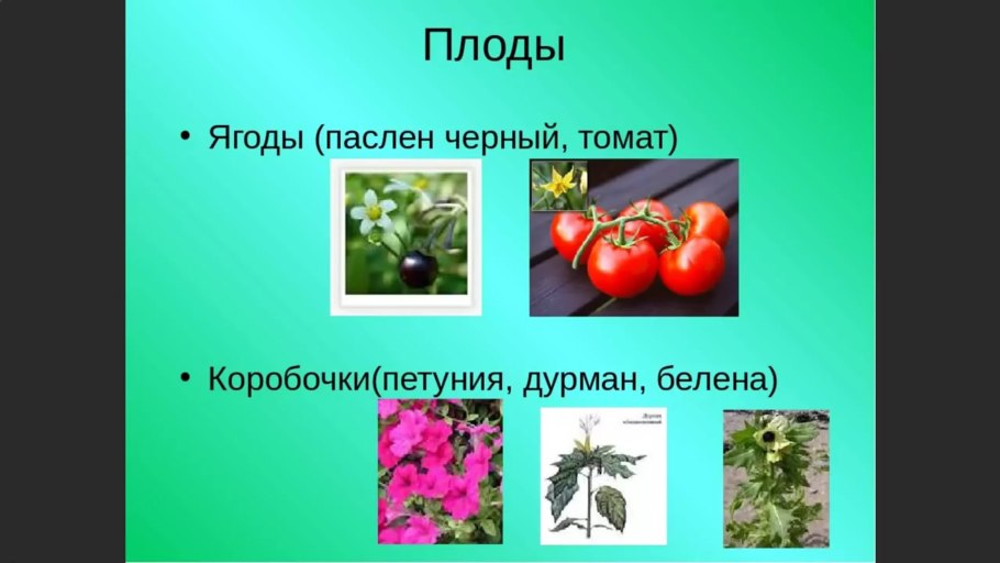 Семейство Пасленовые двудольные томат