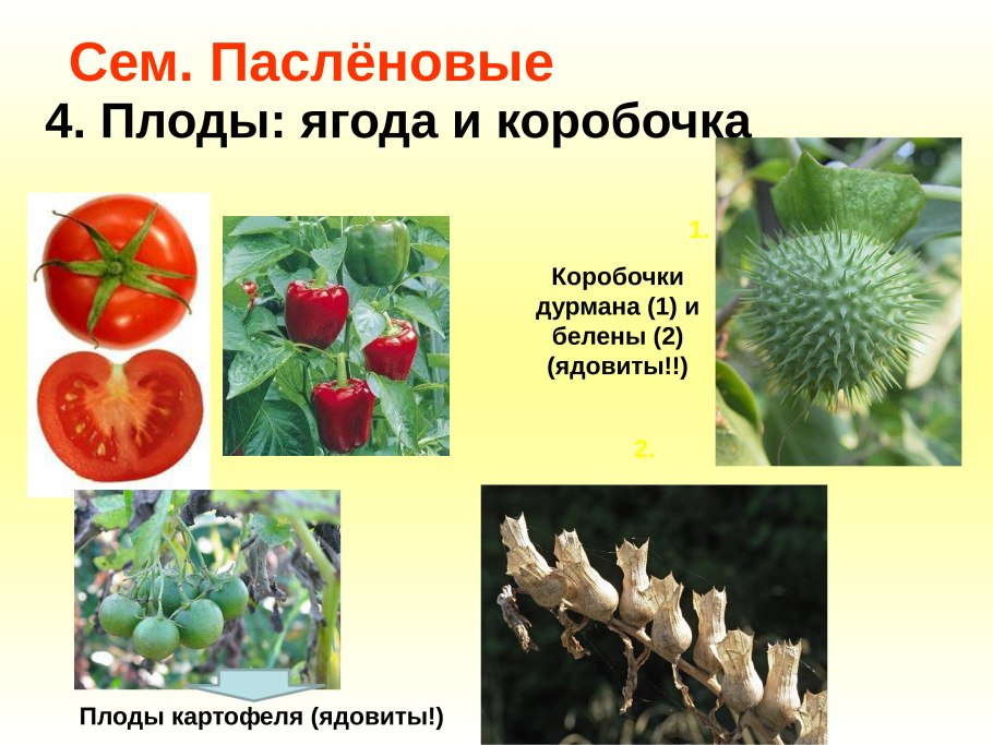 Плод ягода Пасленовые