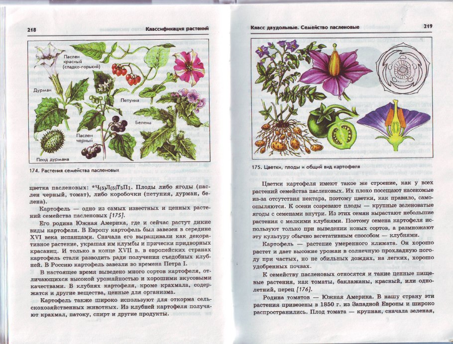 Классификация пасленовых растений