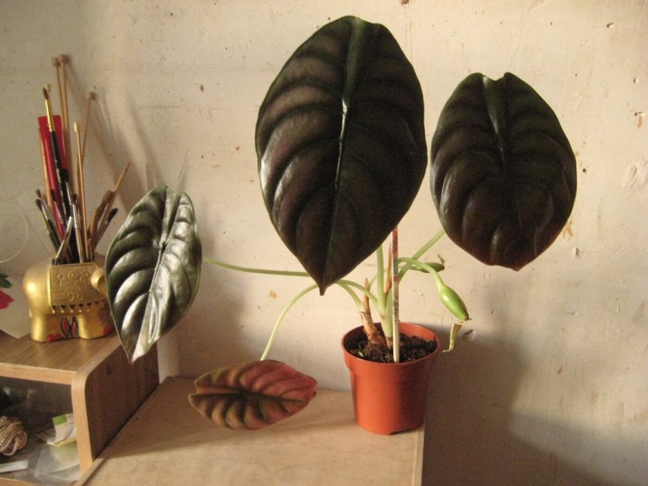 Алоказия Red Secret