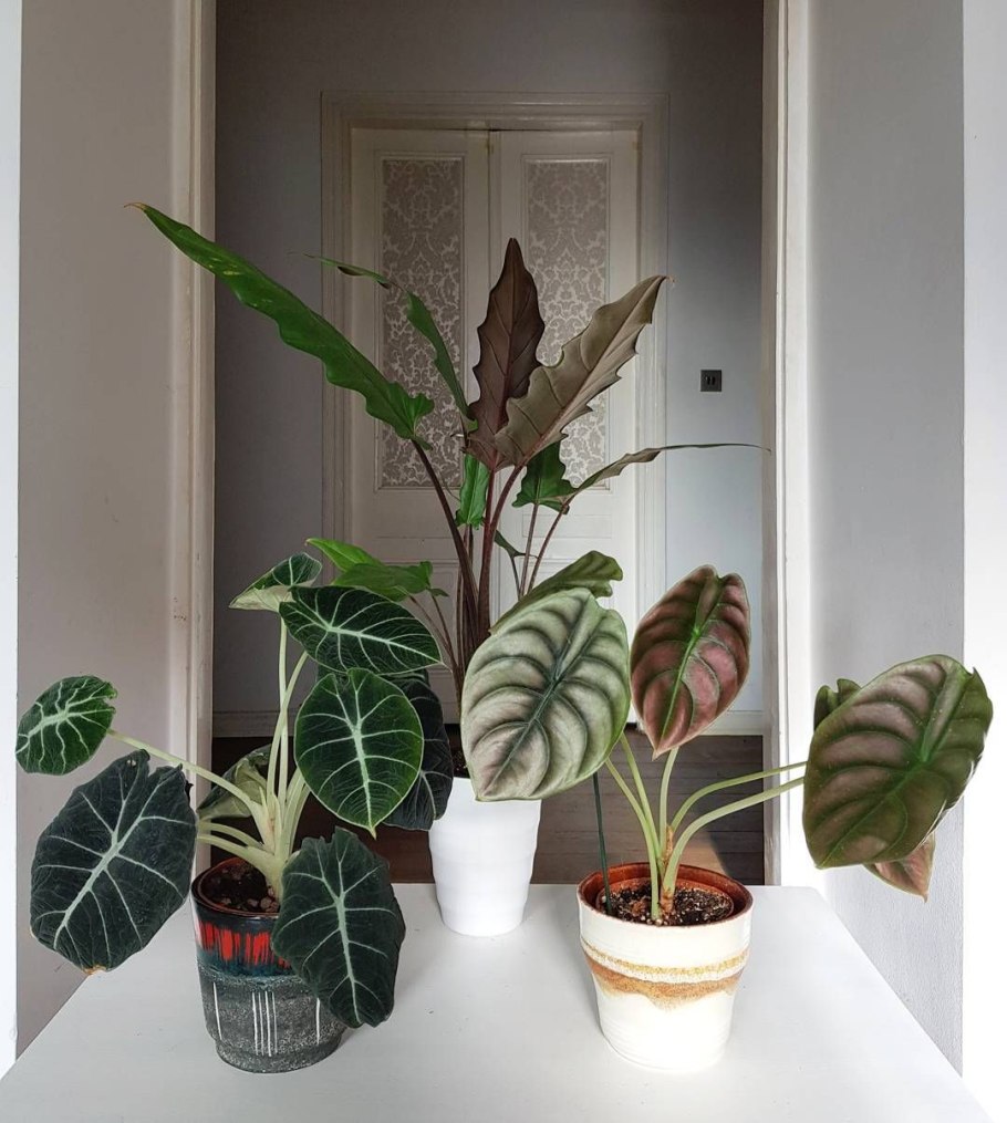 Алоказия драгон Скейл