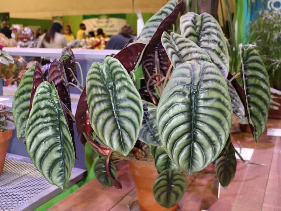 Лоурайдер алоказия