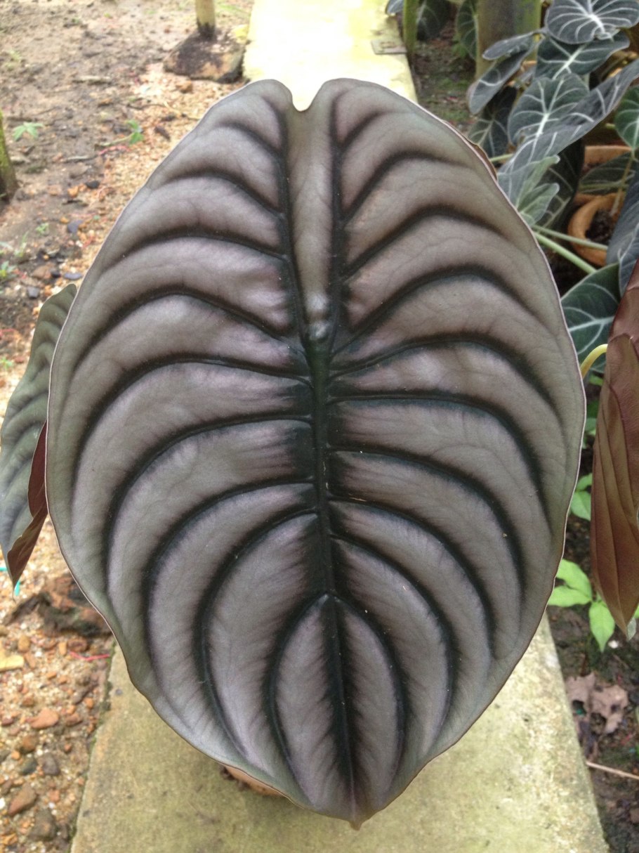 Алоказия эскулента Синто