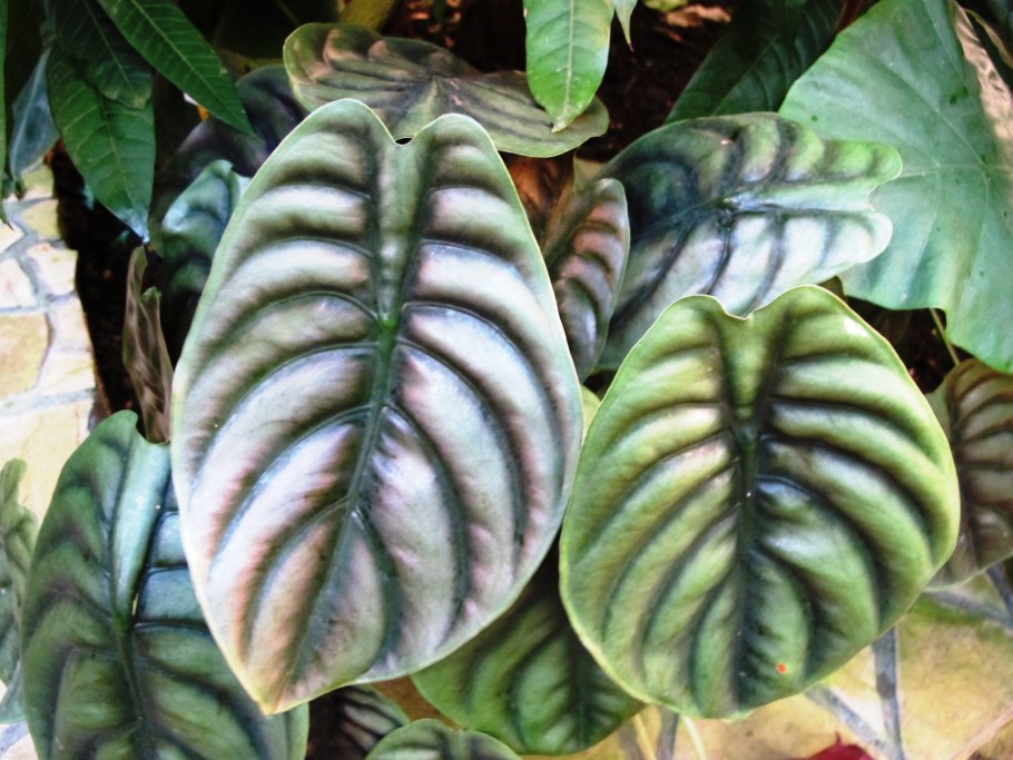 Филодендрон драгон