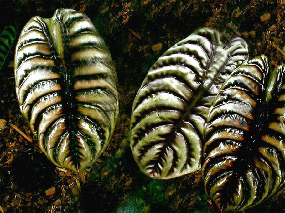 Алоказия cuprea Red