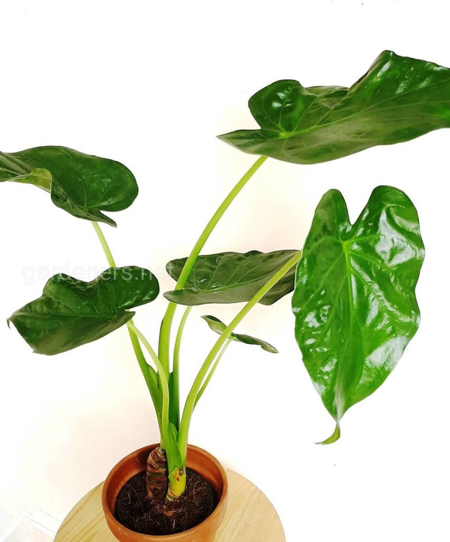 Алоказия Блэк вельвет