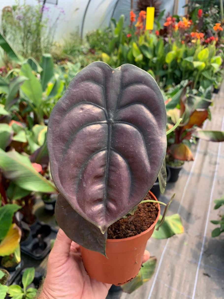 Алоказия медная ред секрет