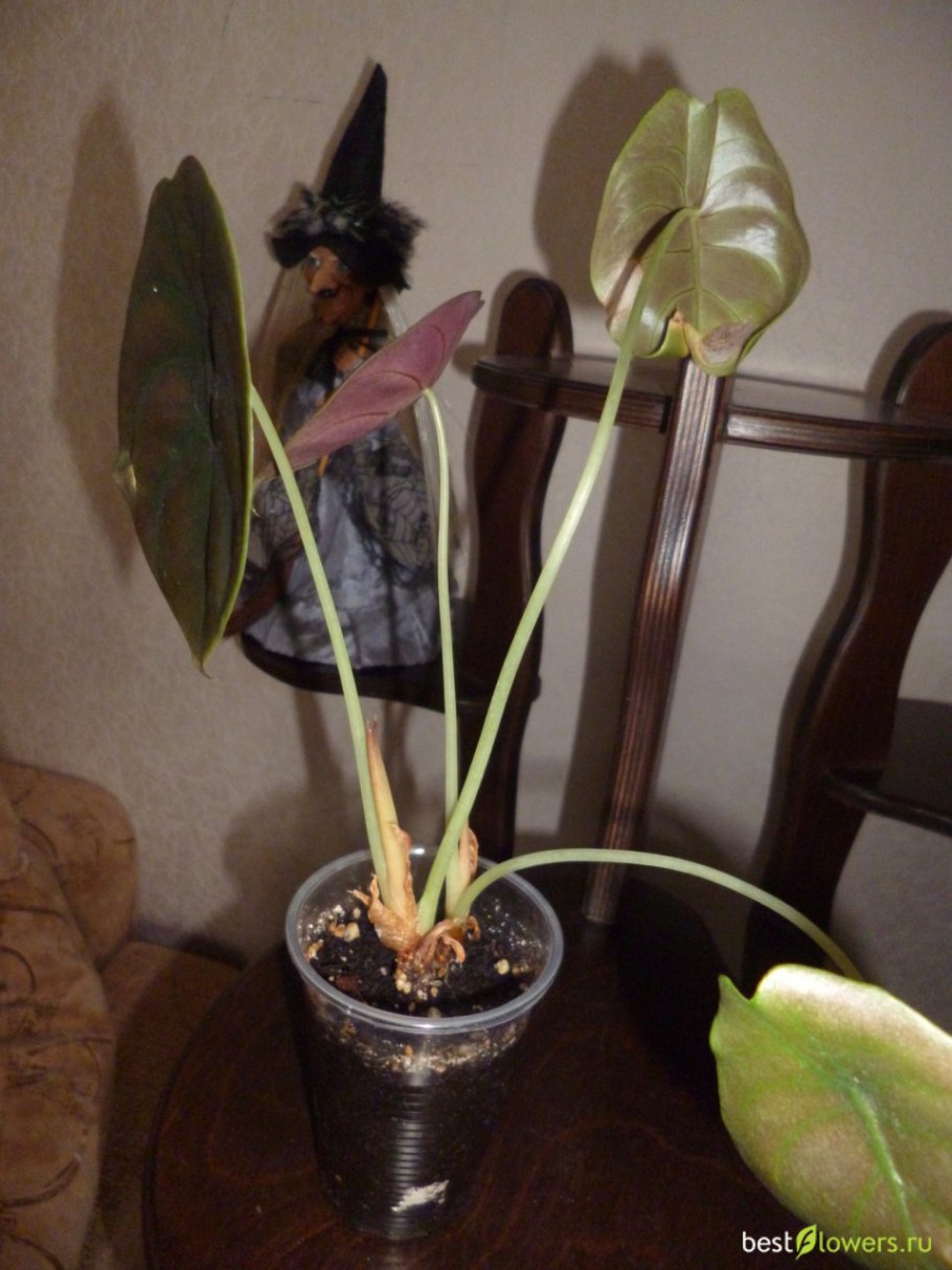 Алоказия Фрайдек