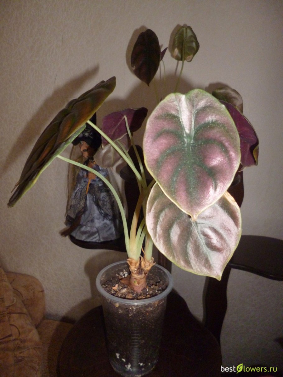 Алоказия Медно-красная