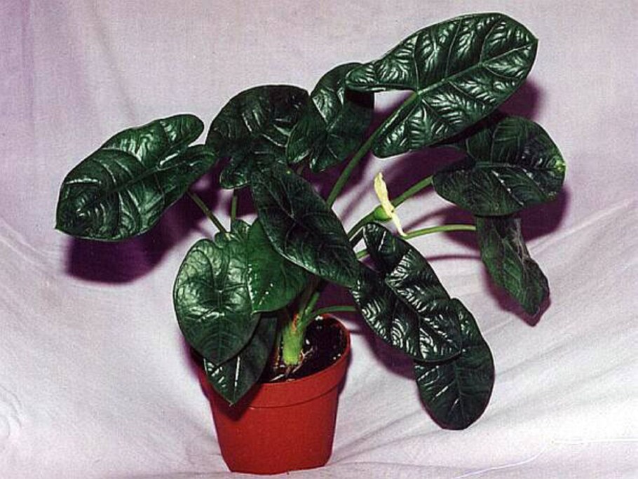 Alocasia cuprea( алоказия медная)