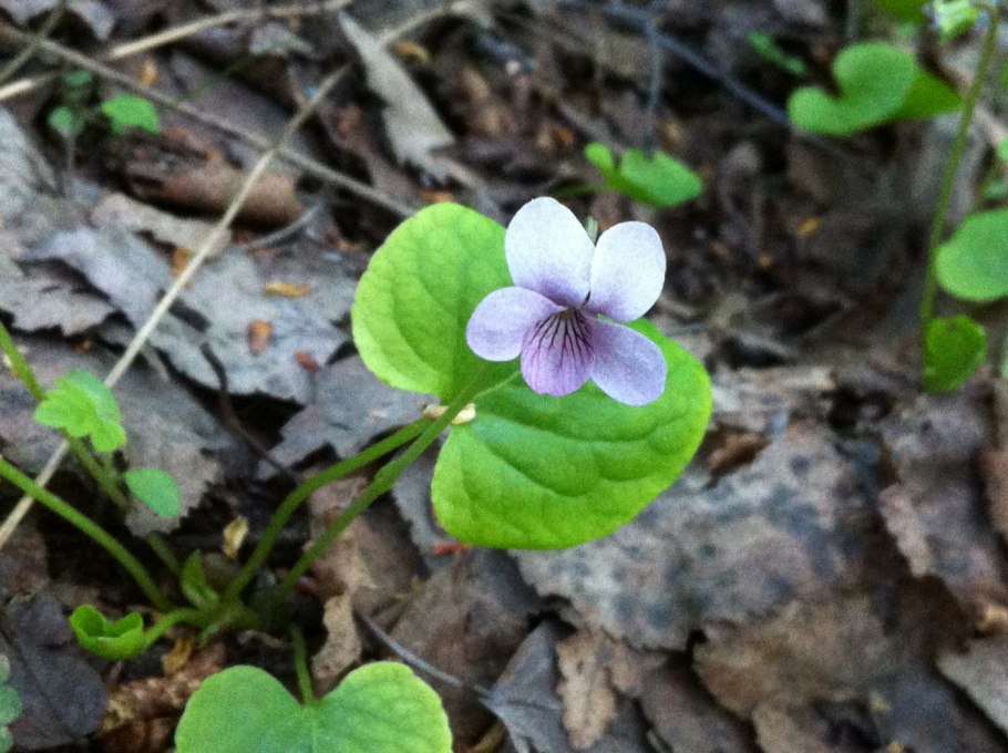 Первоцвет печеночница орнамент