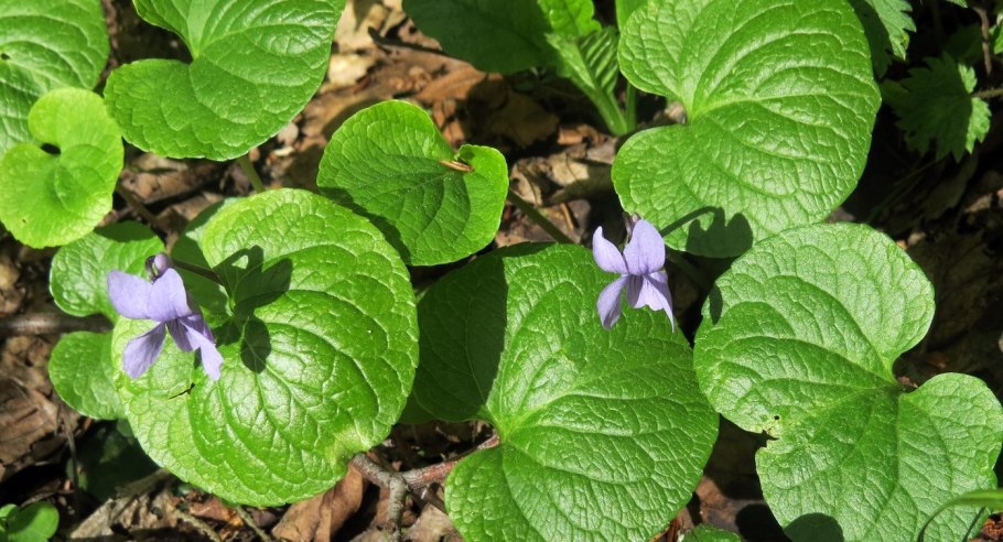 Viola palustris