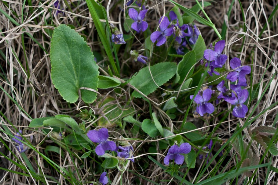 Ранние фиалки