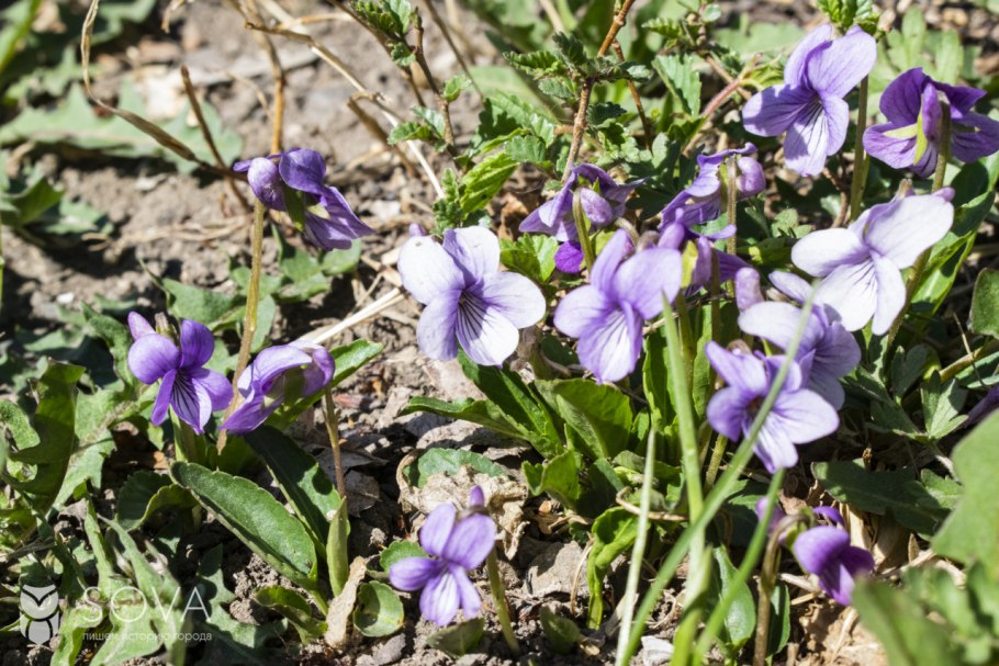 Фиалка собачья (Viola Canina)