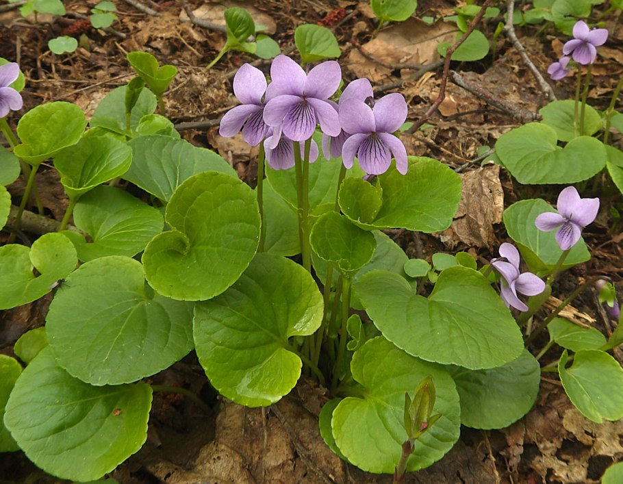 Фиалка Болотная