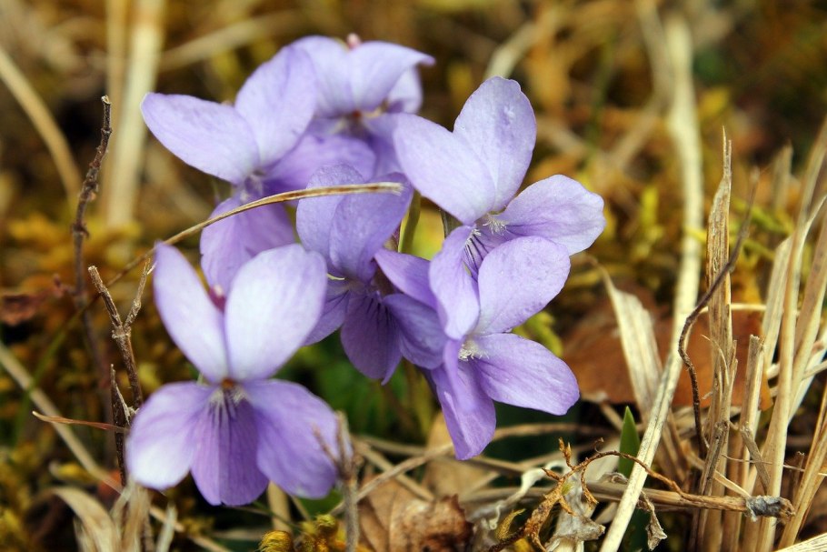 Фиалка Болотная