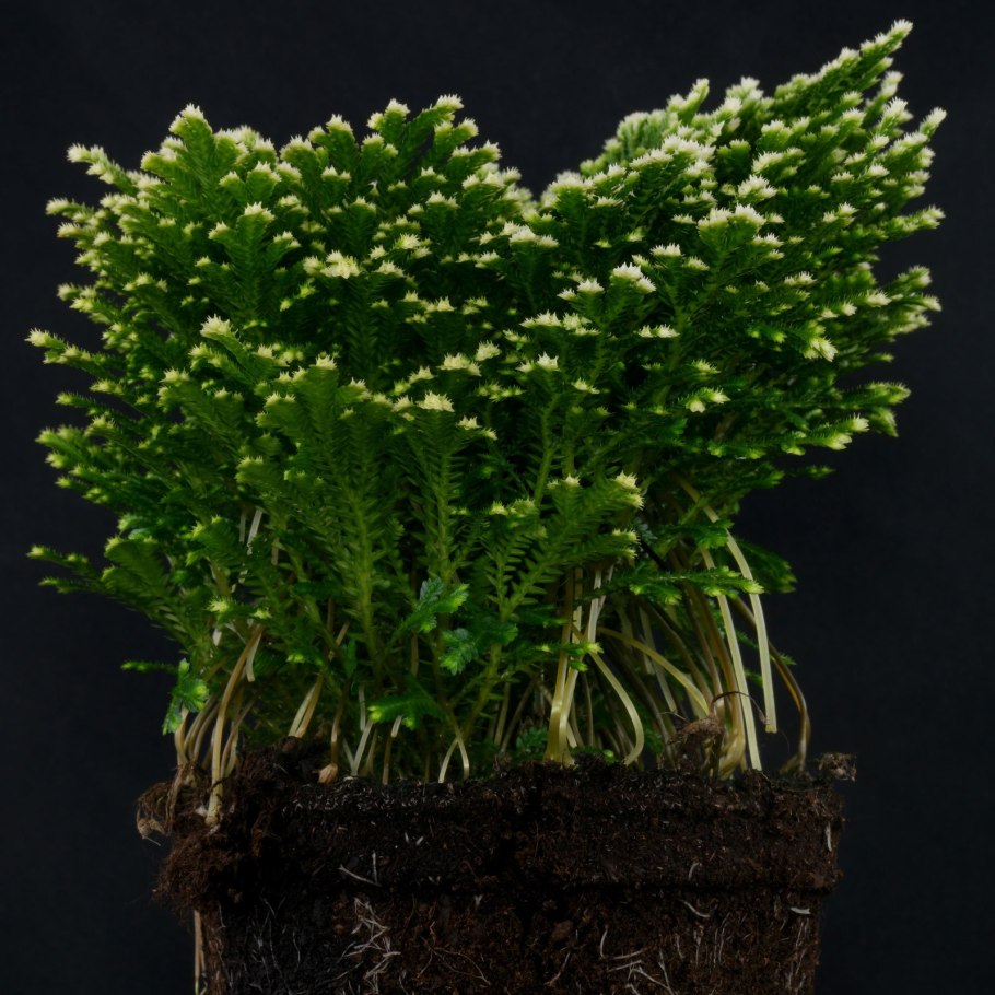 Селагинелла (Selaginella)
