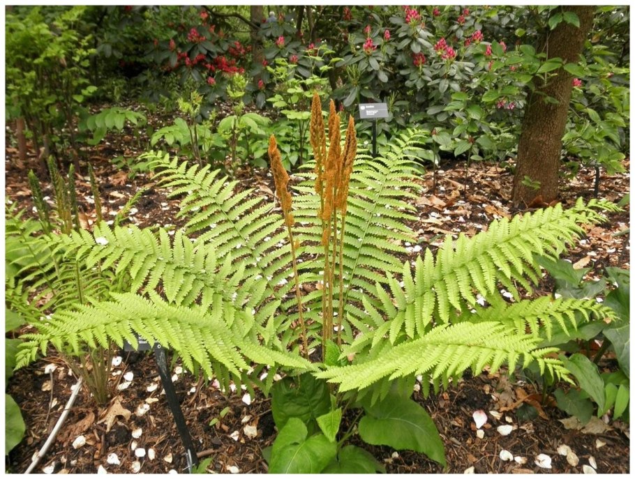 Папоротник чистоуст Королевский