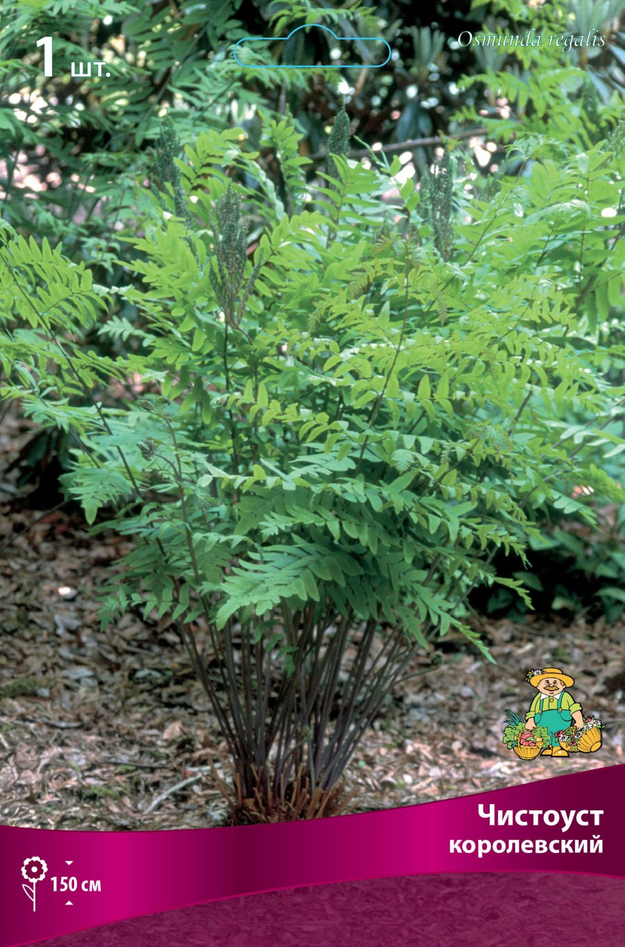 Чистоуст величавый