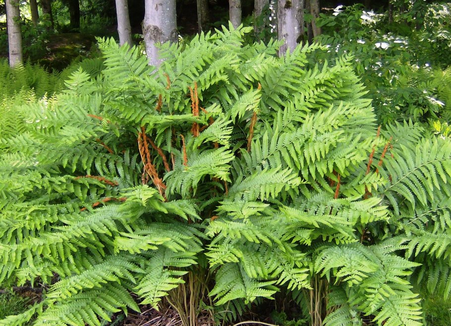 Осмунда Королевская