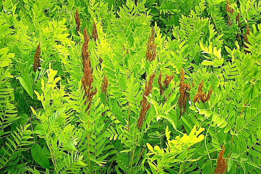 Папоротник Осмунда