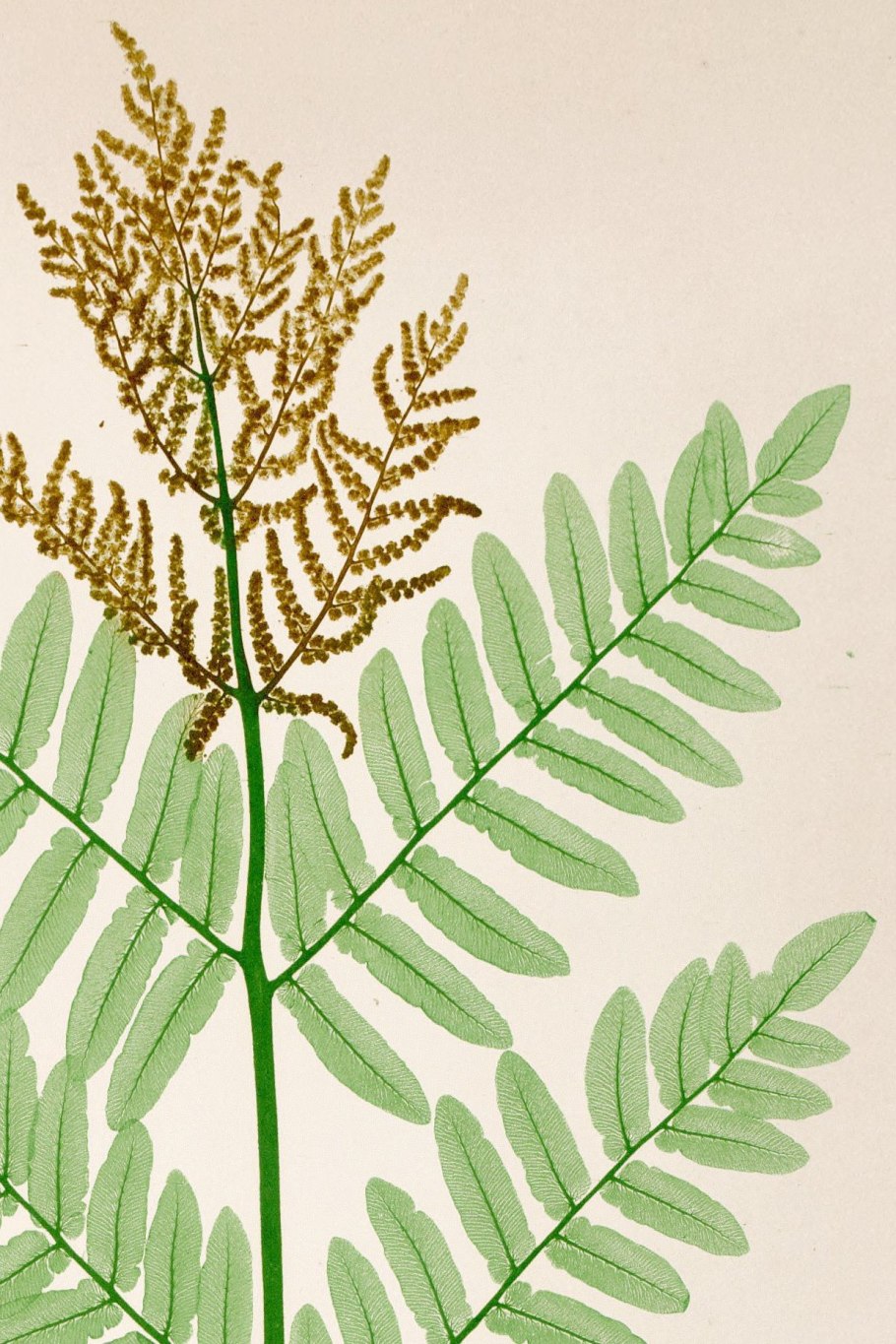 Осмунда коричная