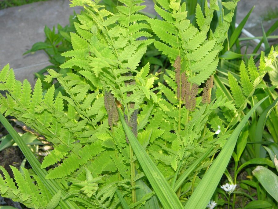 Папоротник Многорядник Брауна