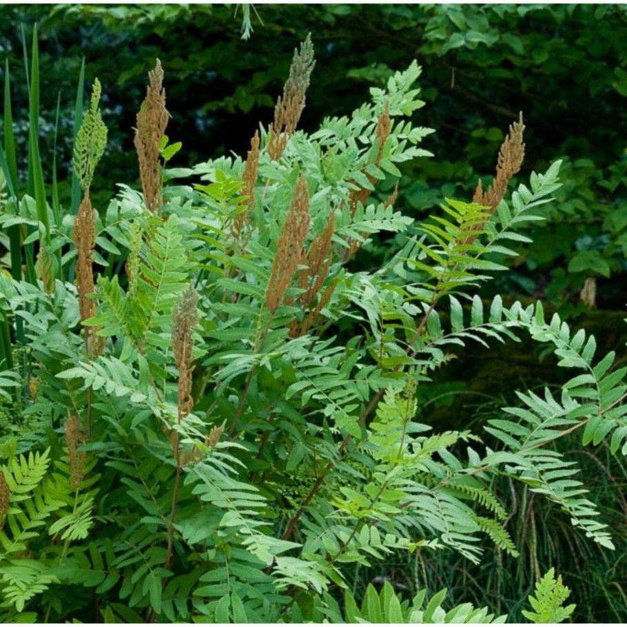 Папоротник Osmunda regalis