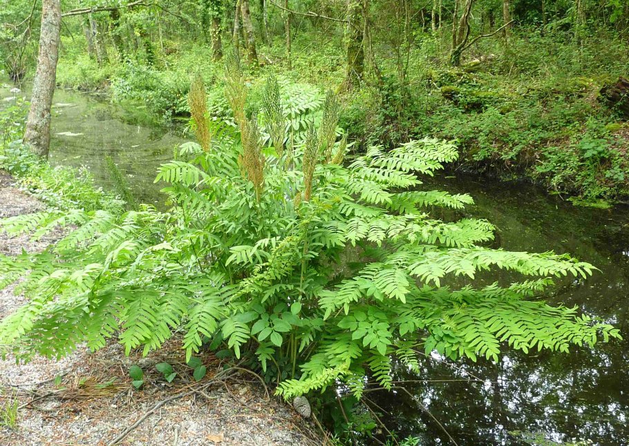 Папоротник чистоуст Королевский