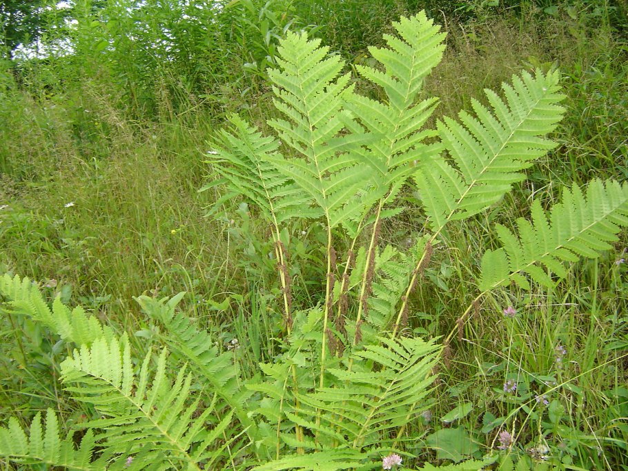 Athyrium filix-Femina
