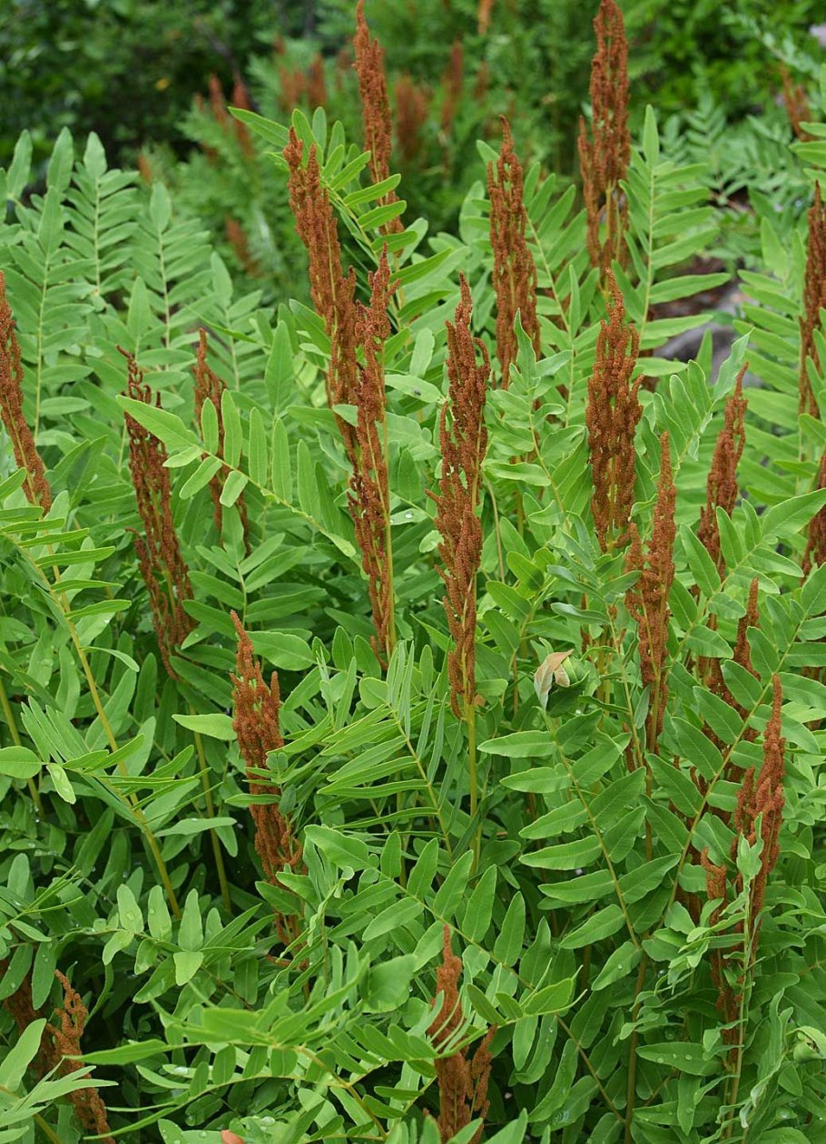 Osmunda regalis