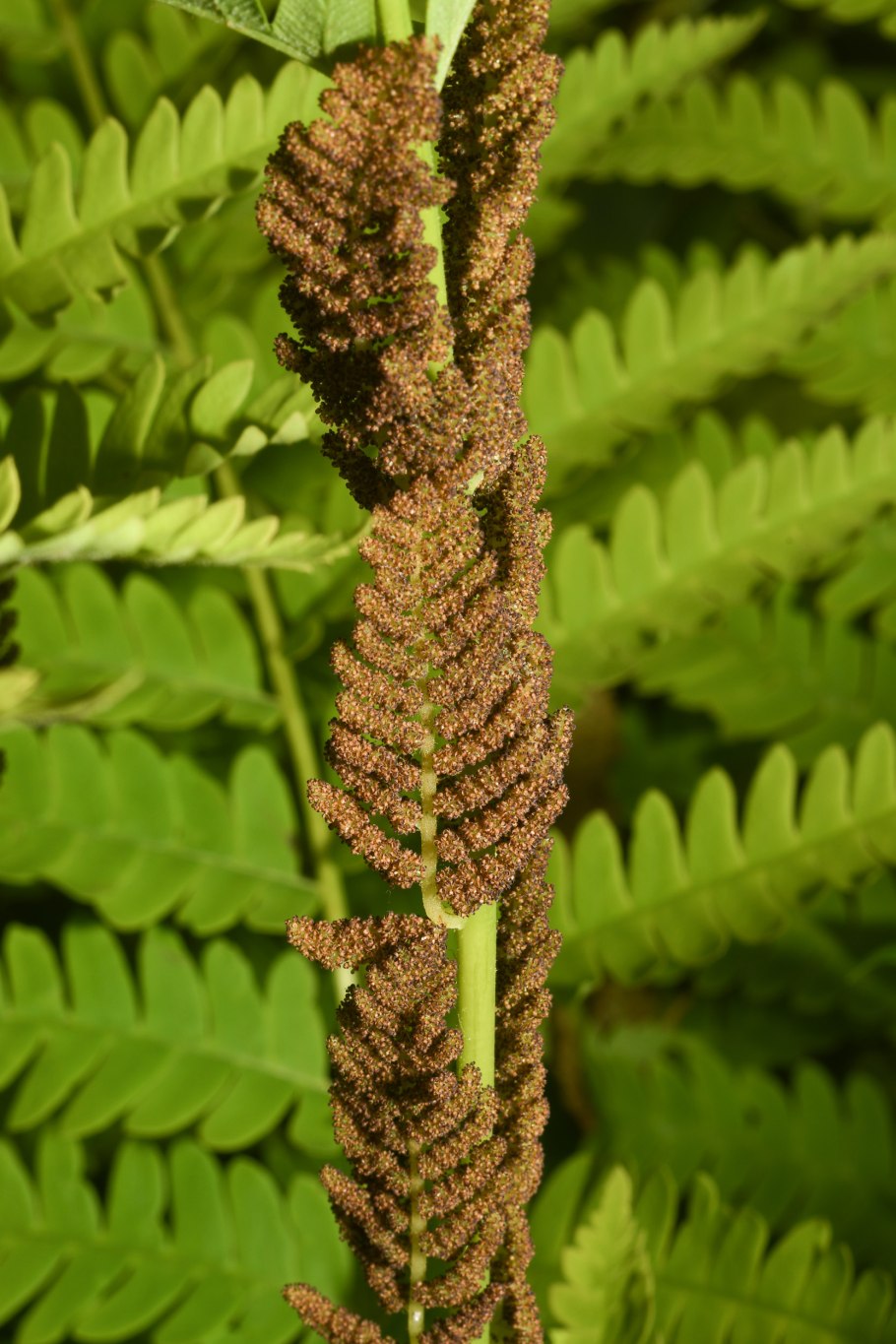 Чистоуст величавый