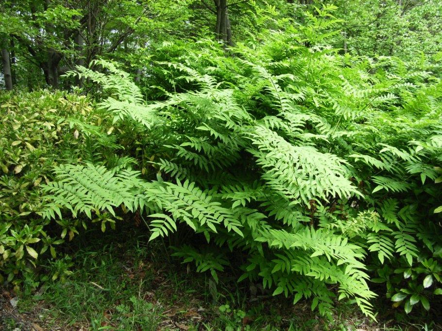 Osmunda cinnamomea