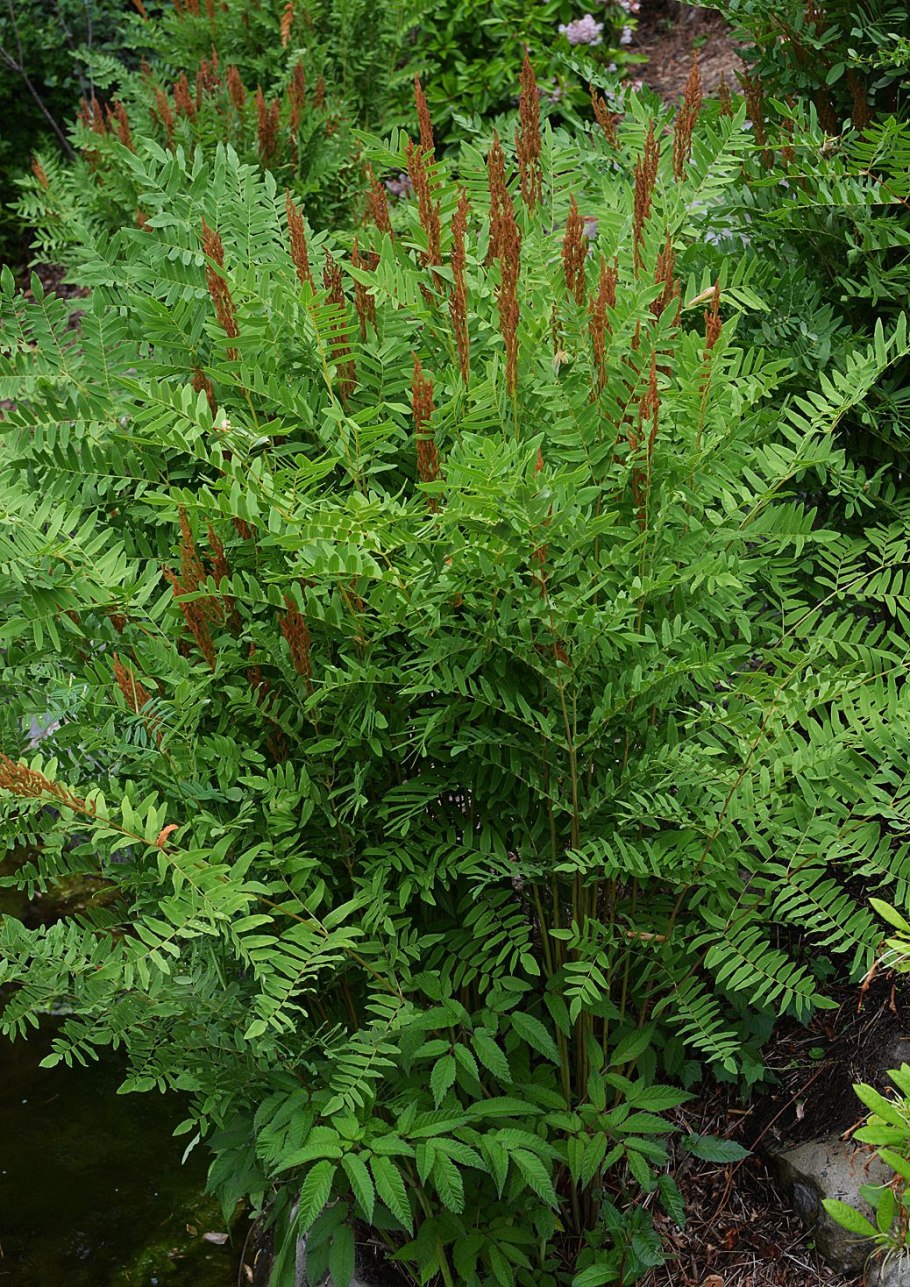 Папоротник чистоуст